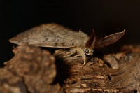 bekyne velkohlava - lamamtria dispar 8843
